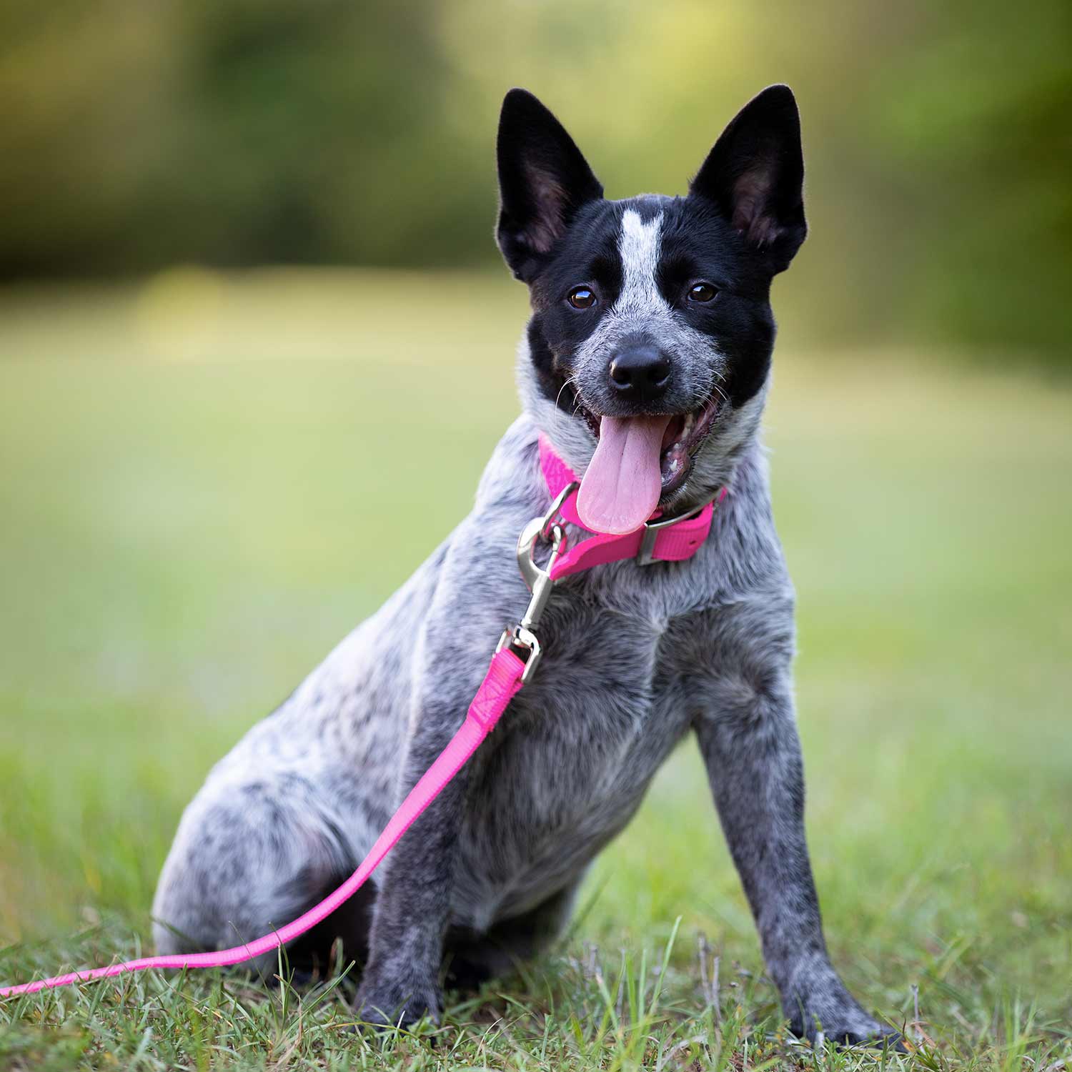 Jeffers Solid Web Nylon Dog Collar - Image 14