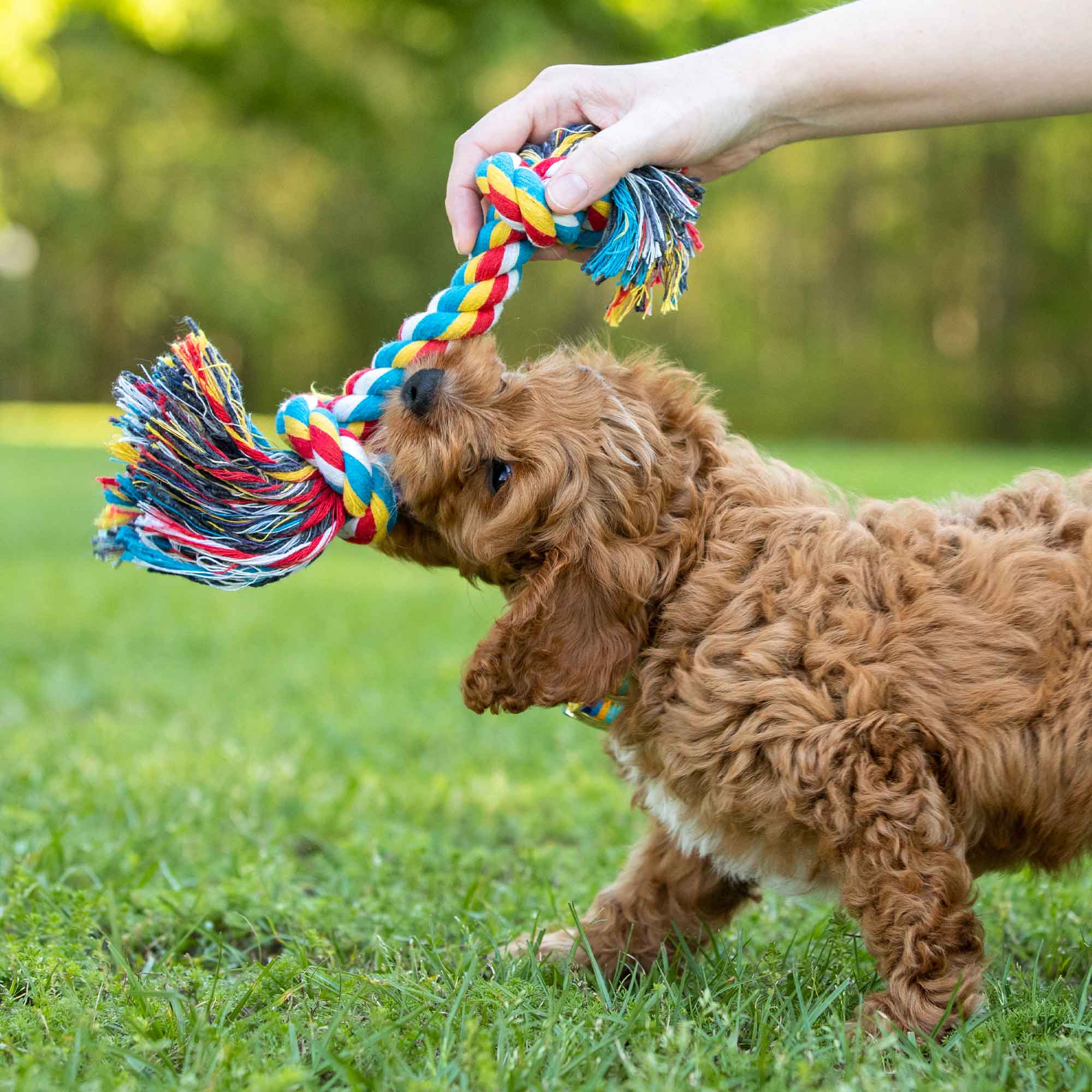 Jeffers Multi-Colored Braided Rope Bone Tug Toy for Dogs - Image 4