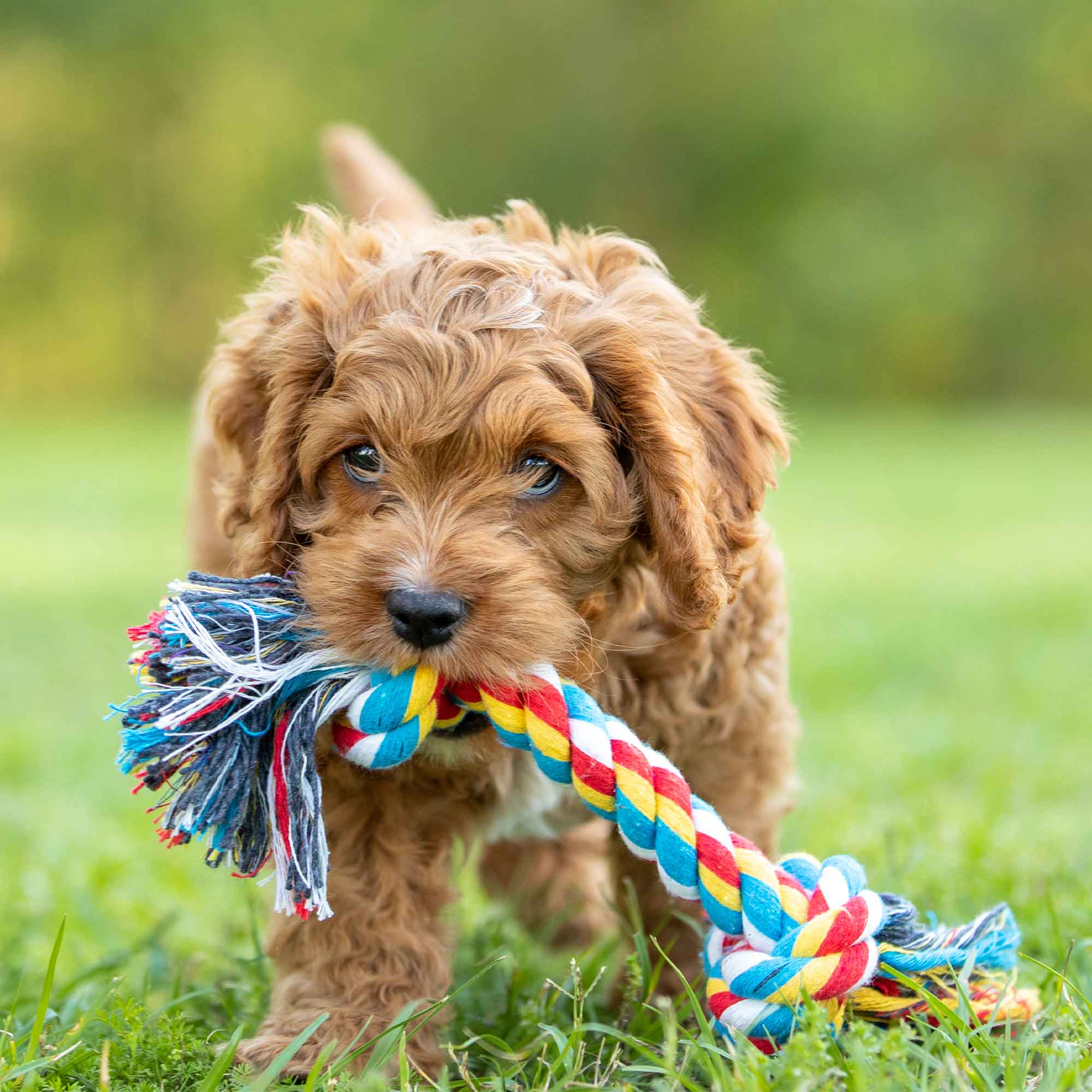 Jeffers Multi-Colored Braided Rope Bone Tug Toy for Dogs - Image 6