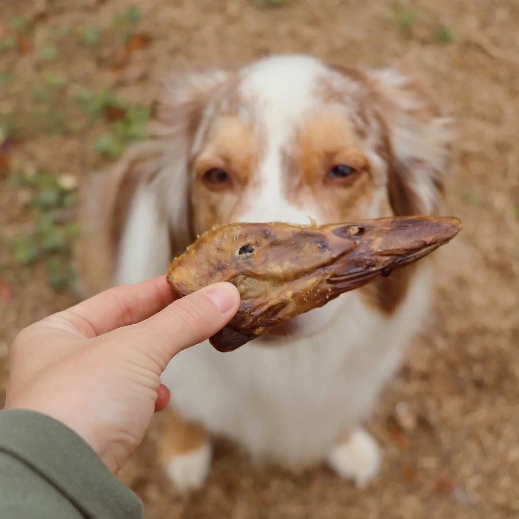 All-Natural Duck Head Dog Chews – High Protein, Single Ingredient, Made in USA - Image 3