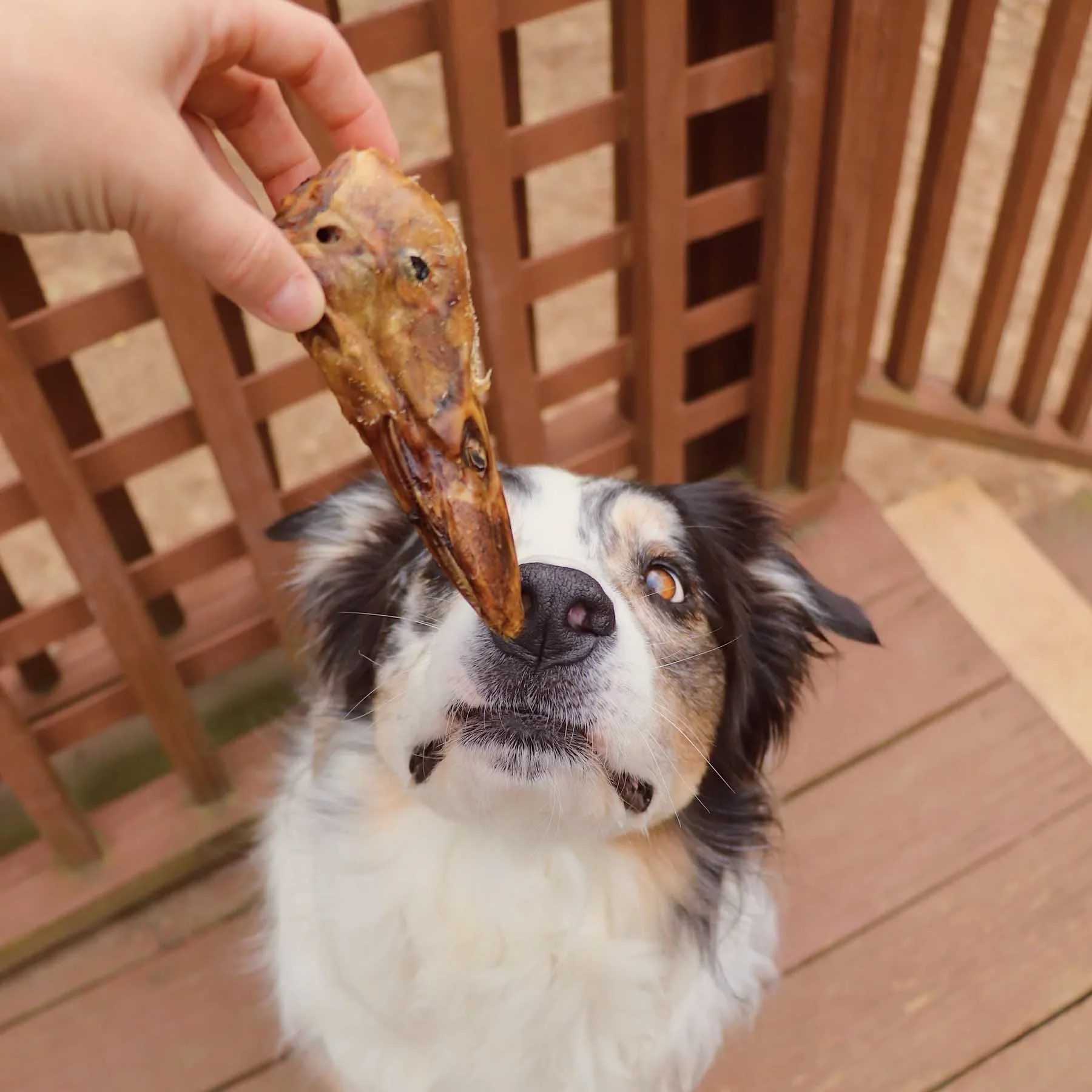 All-Natural Duck Head Dog Chews – High Protein, Single Ingredient, Made in USA - Image 4