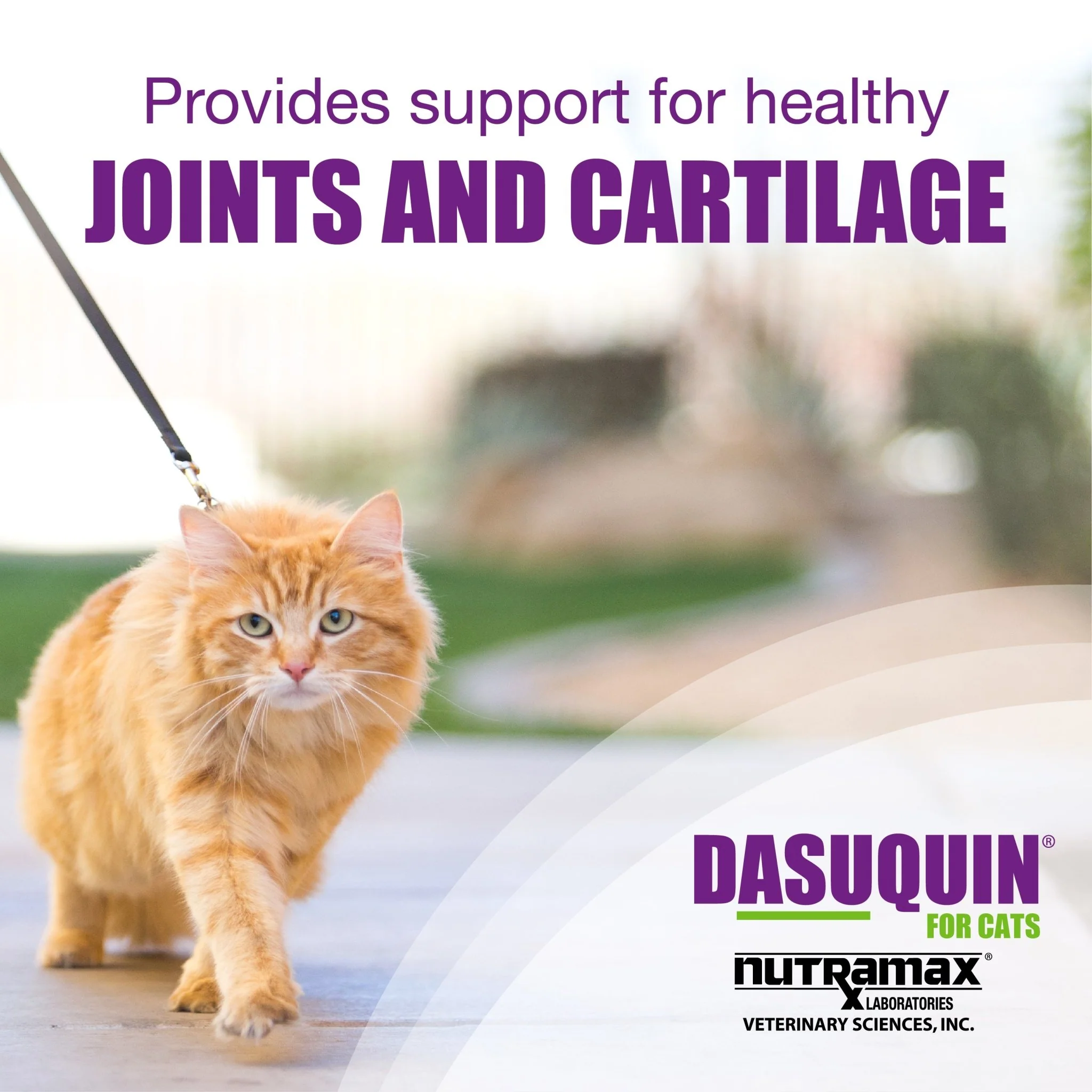 Nutramax Dasuquin Joint Health Supplement for Cats, Capsules - Image 8