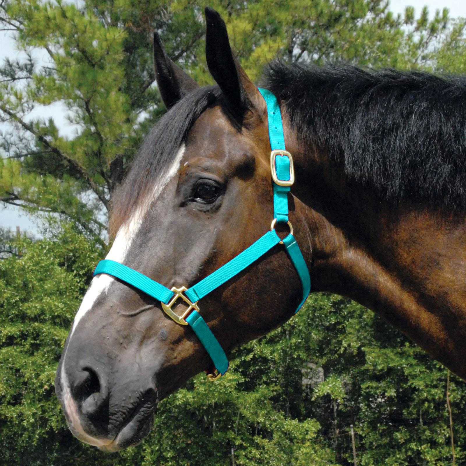 Jeffers Arabian Nylon Horse Halter - Image 2