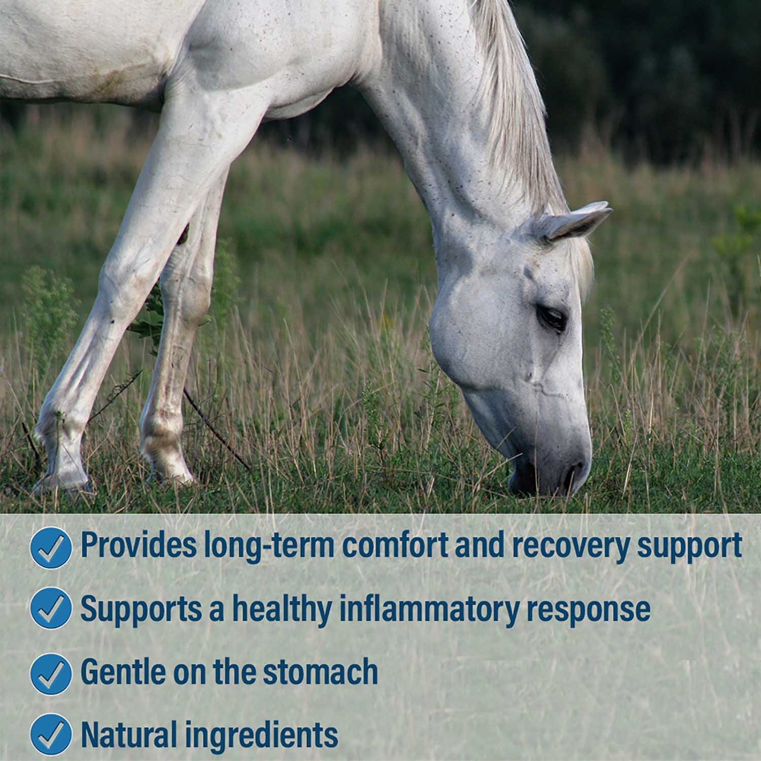 Absorbine BUTE-LESS Comfort and Recovery Supplement Solution - Image 9