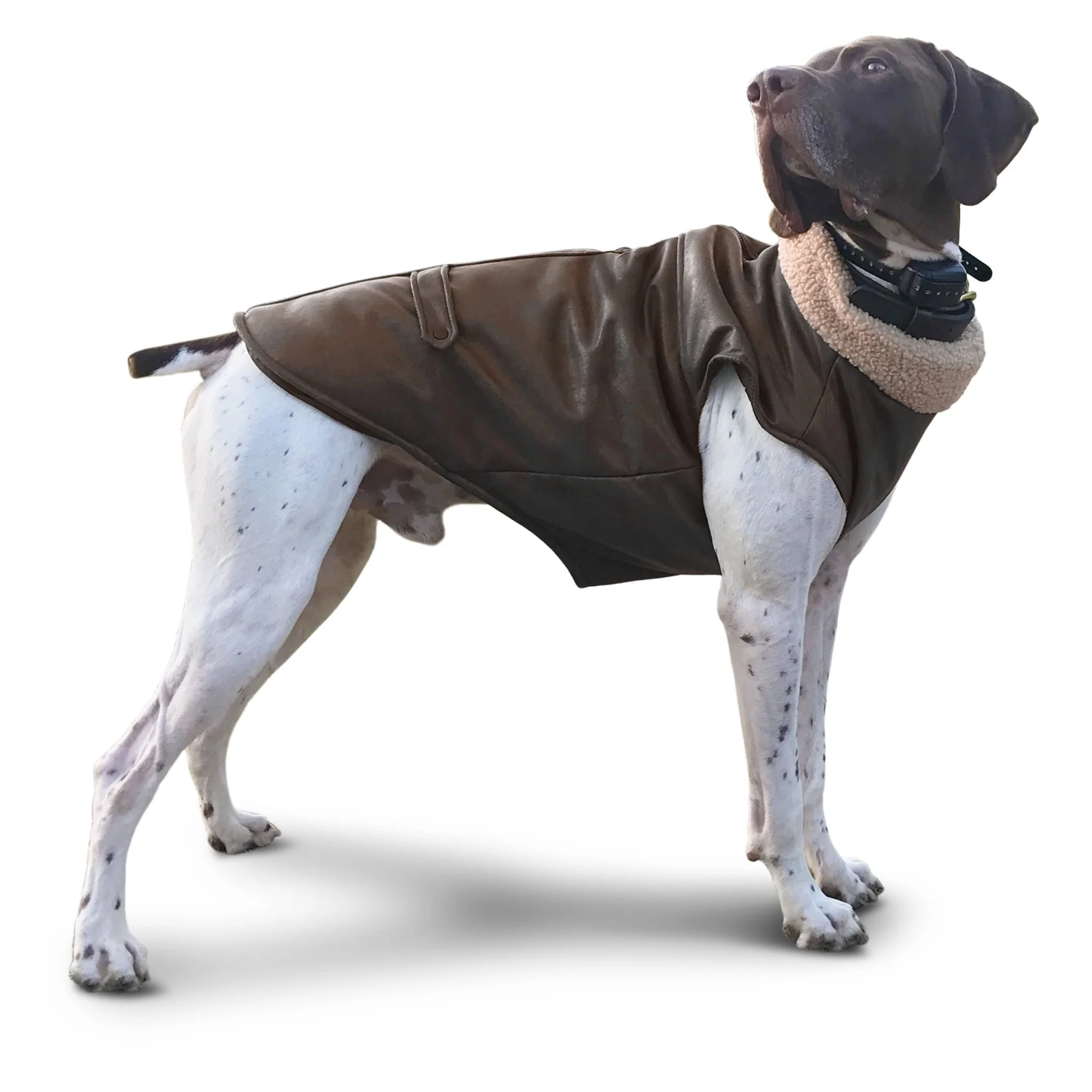 Bomber Dog Jacket by Fashion Pet - Image 2