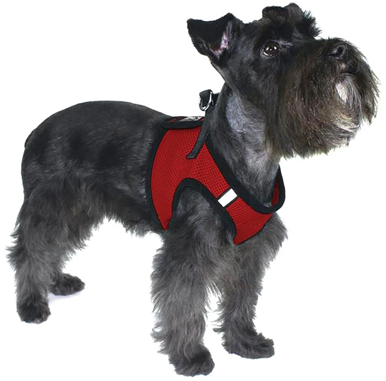 Boston Mesh Dog Harness, XX-Small - Image 4