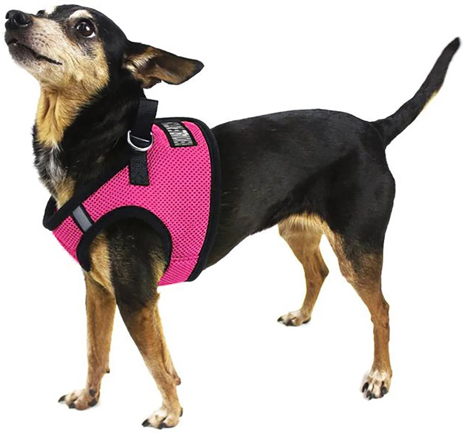 Boston Mesh Dog Harness, XX-Small - Image 6