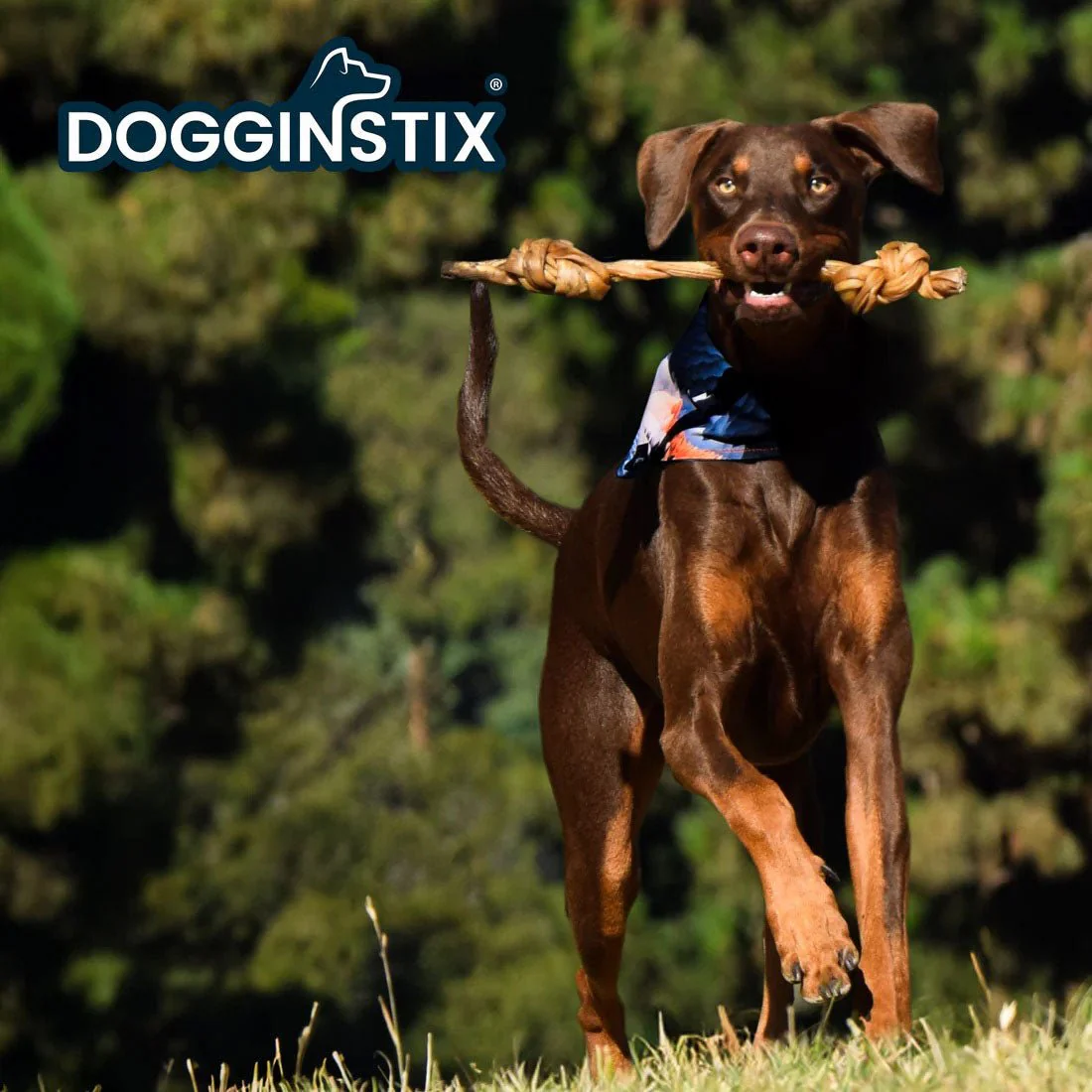Dogginstix Braided Lamb Collagen Double Knot Dog Chew – Natural, Grass-Fed, Low Fat Treat - Image 4