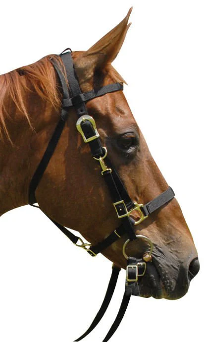 Jeffers Nylon Combination Horse Halter Bridle with Reins
