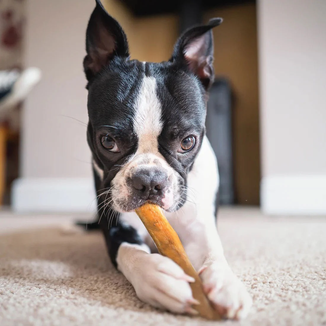Dogginstix Bully Stick Dog Chew, All-Natural, Grass-Fed Beef, Odor-Free - Image 24