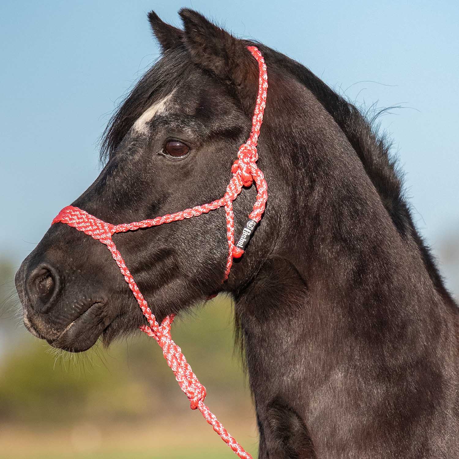 Cashel Flat Braid Pony Halter - Image 6