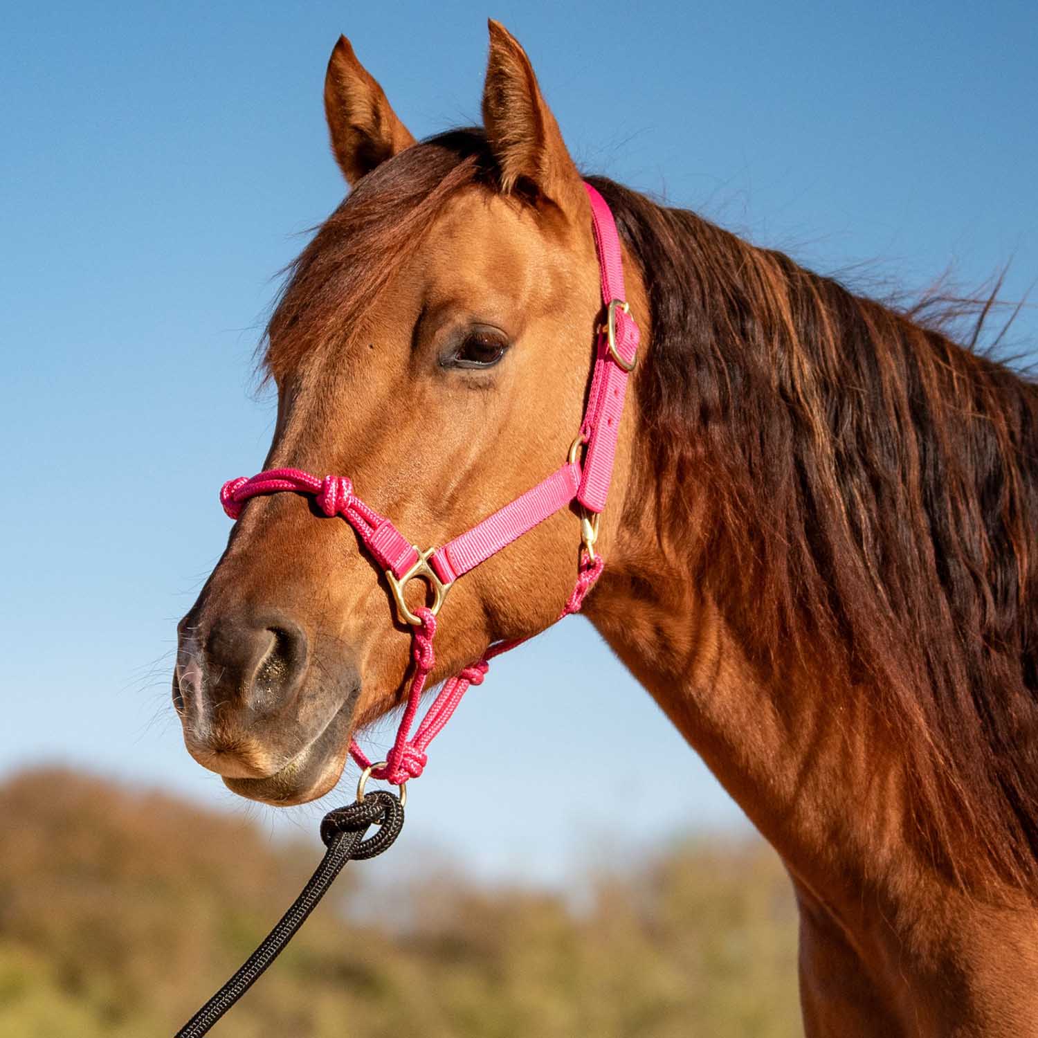 Cashel Nylon and Rope Halter - Image 4