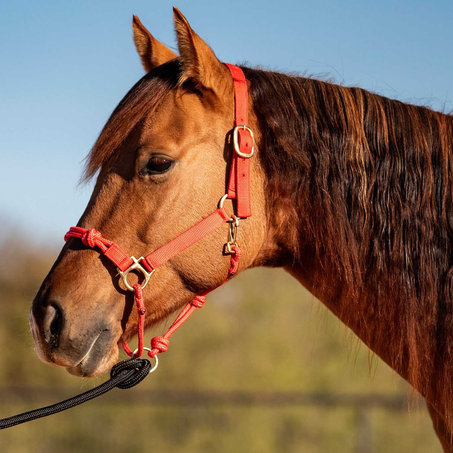 Cashel Nylon and Rope Halter - Image 5