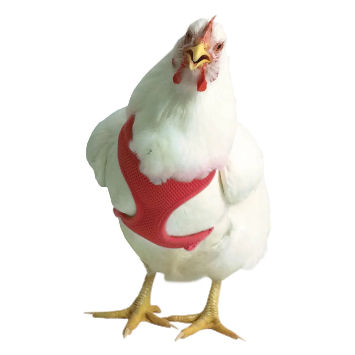 Chicken Harness