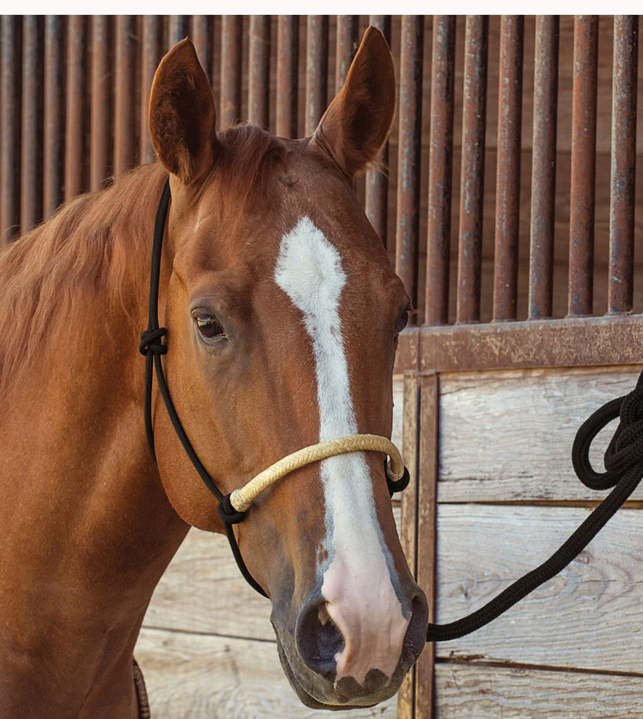 Classic Equine Braided Rawhide Nylon Rope Halter - Image 42
