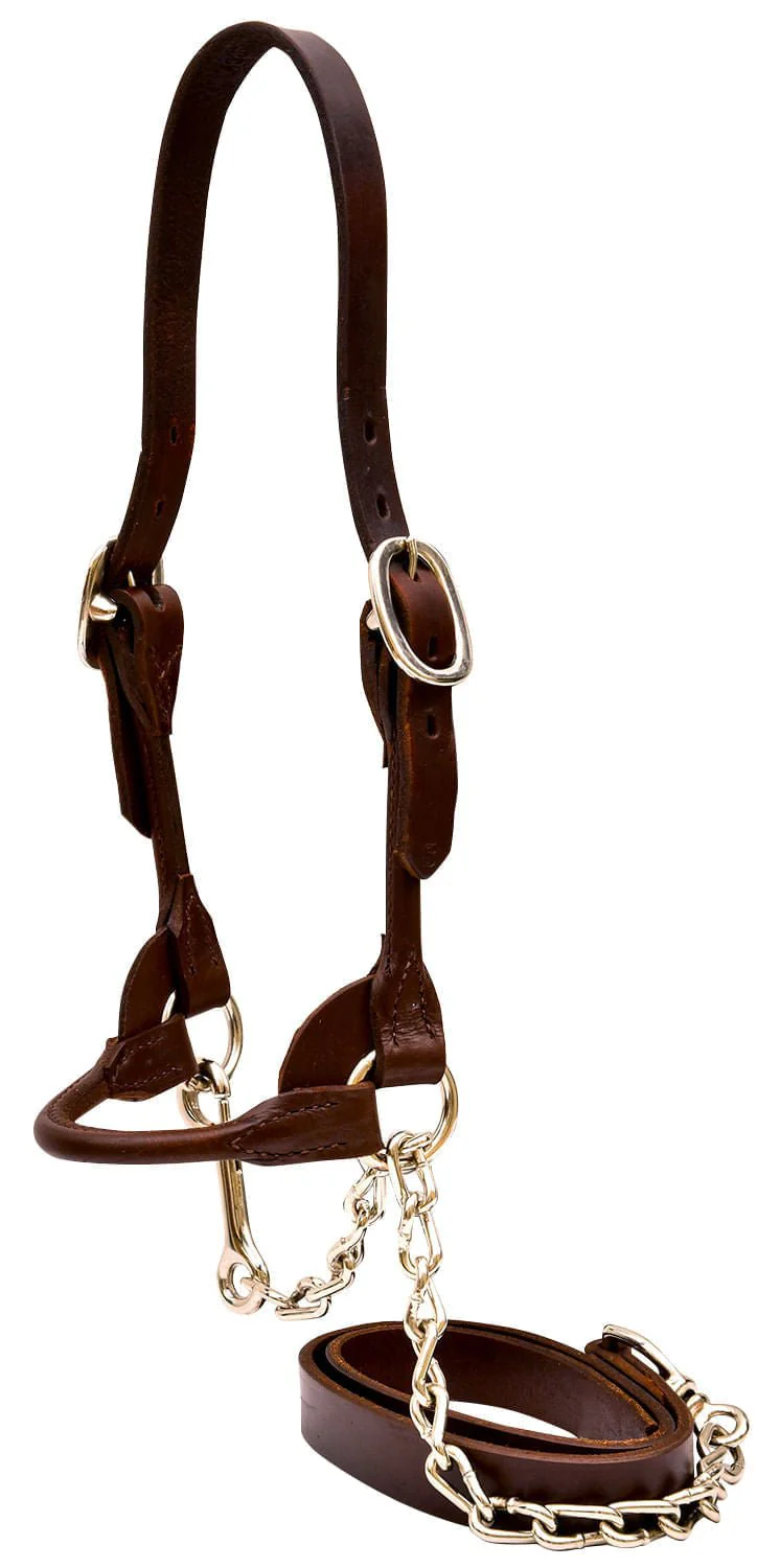 Weaver Leather Classic Rounded Cattle Show Halter with Lead - Image 2