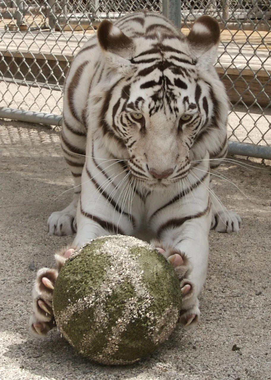 Clawbreakers - Image 2