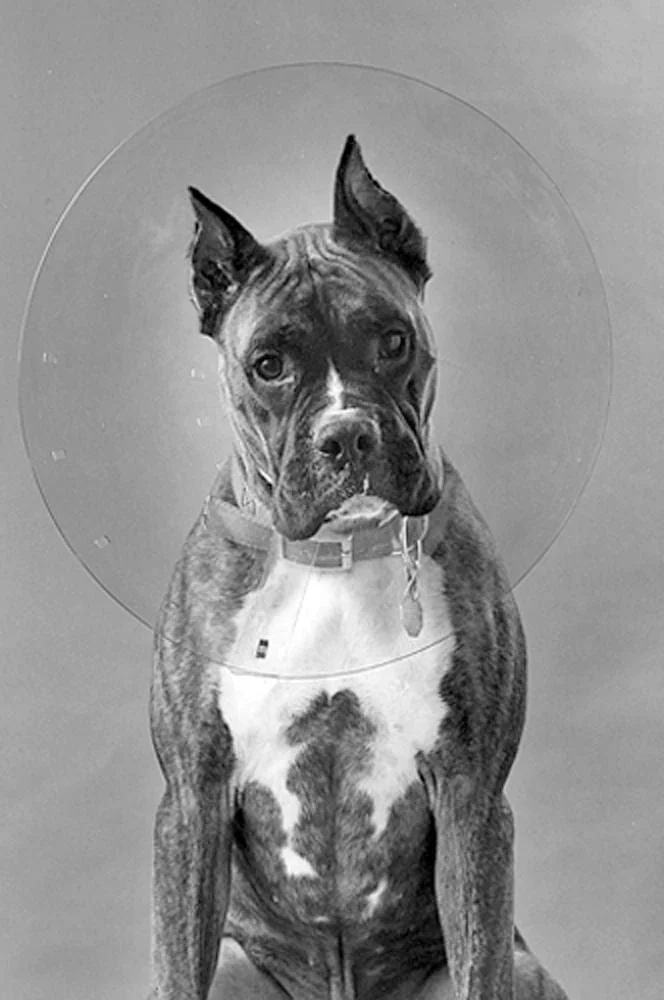 ClearCollar Elizabethan Restraint Collar, Size 18