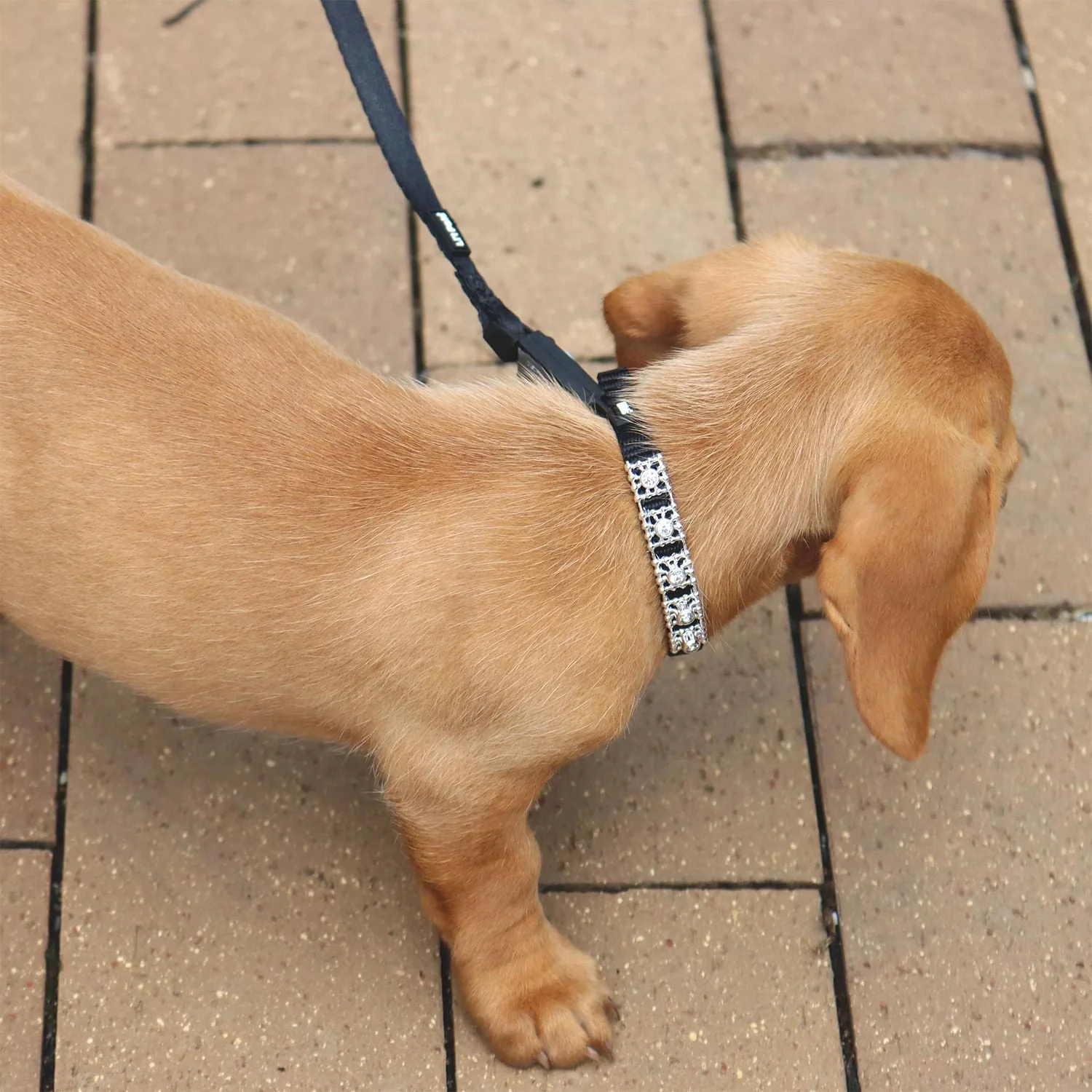 Coastal Jeweled Dog Collar - Image 12