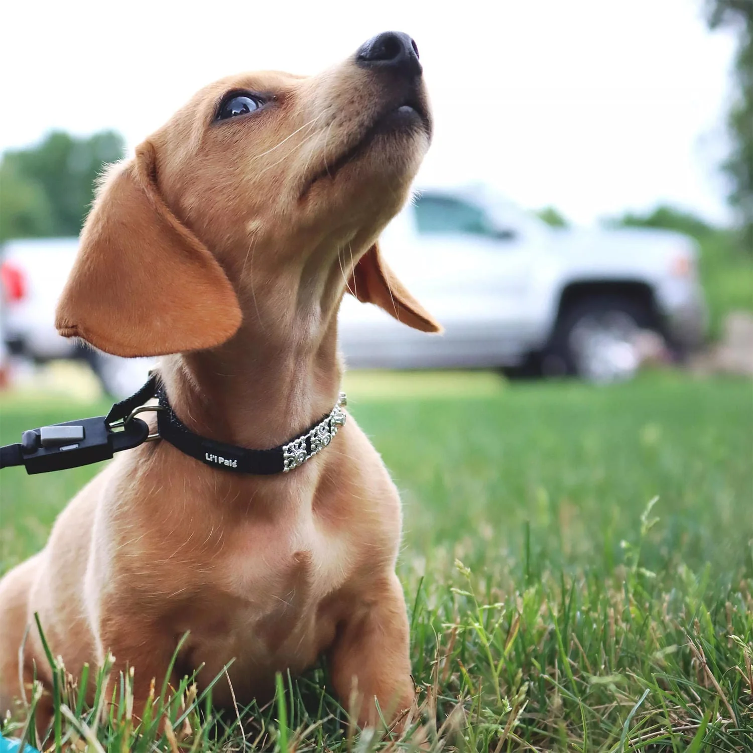Coastal Jeweled Dog Collar - Image 13