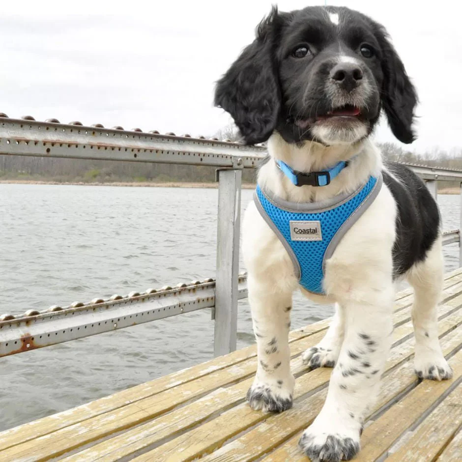 Comfort Soft Reflective Wrap Adjustable Dog Harness - Image 6