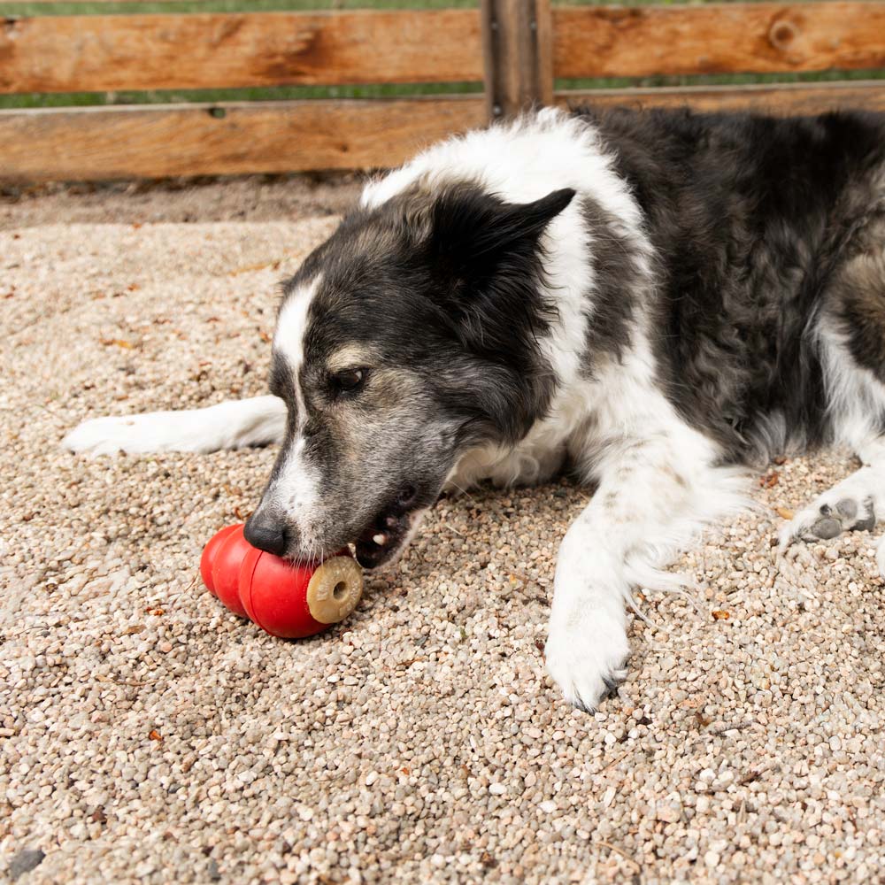 KONG Corkz Lickable Toppers for Dogs – Chicken Flavor, Fits Small, Medium & Large KONGs - Image 9