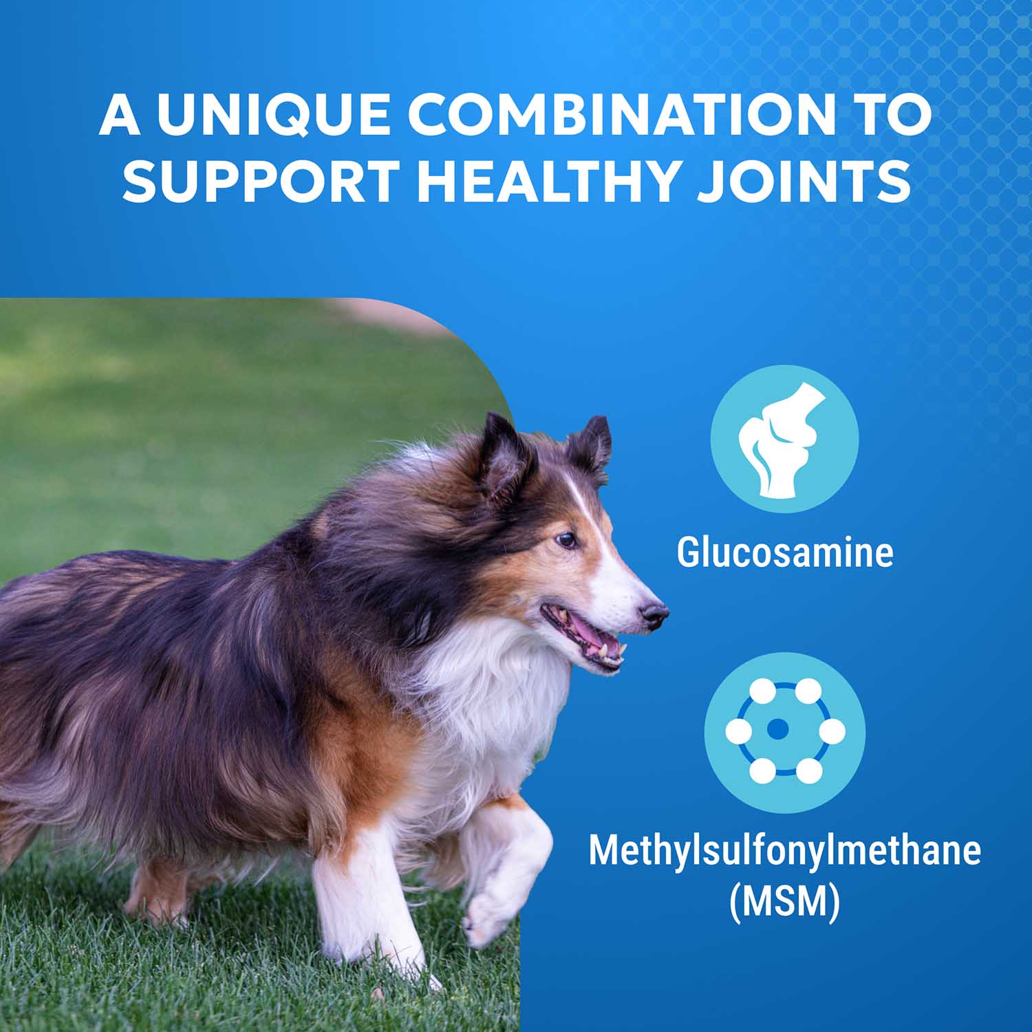 Nutramax Cosequin Standard Strength Joint Health Supplement for Dogs, With Glucosamine and MSM - Image 4