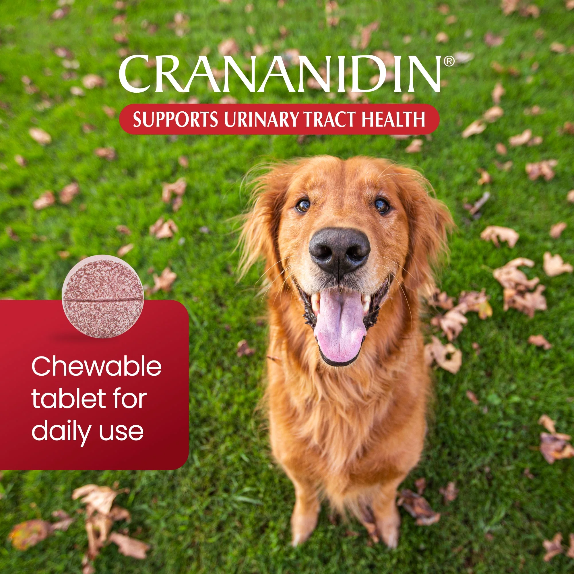 Nutramax Crananidin - Cranberry Extract Urinary Tract Health Supplement for Dogs, 75 Chewable Tablets - Image 4