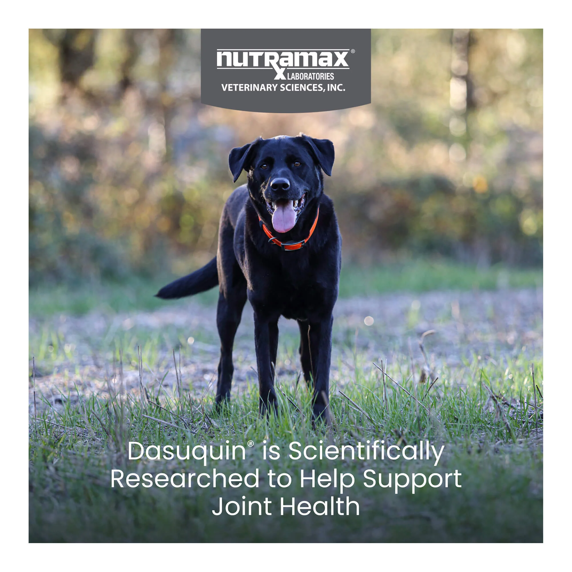 Nutramax Dasuquin for Dogs, Joint Health Supplement, Glucosamine, Chondroitin, ASU and More, Soft Chews - Image 23