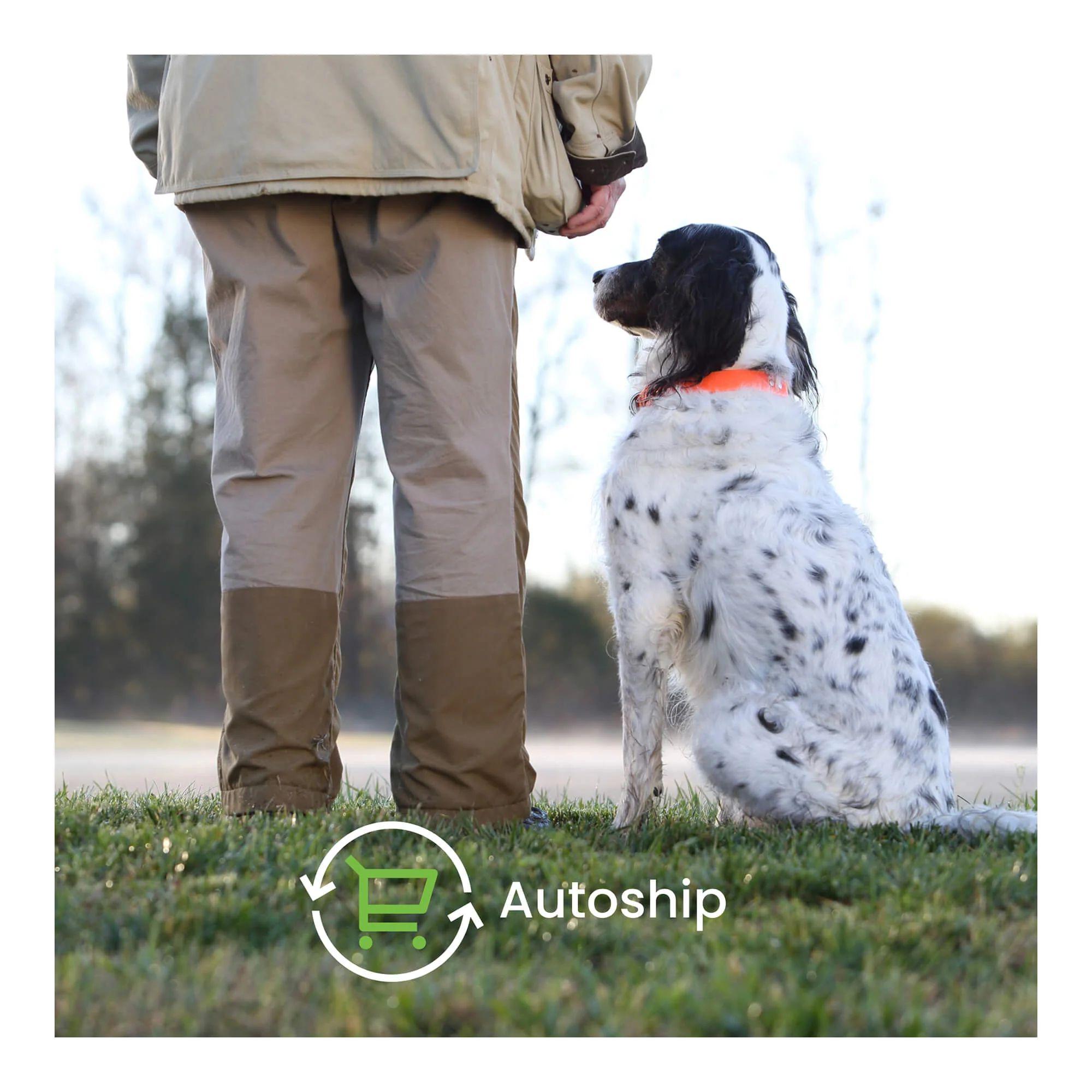 Nutramax Dasuquin Joint Supplement for Dogs (with Glucosamine, Plus Chondroitin, ASU, MSM & More) - Image 11
