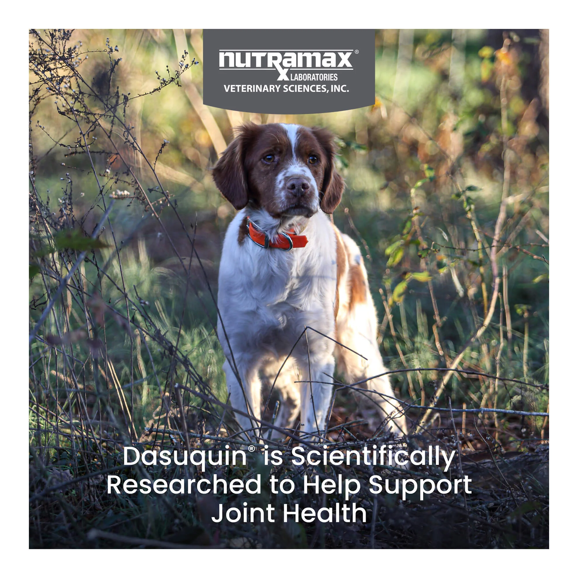Nutramax Dasuquin for Dogs, Joint Health Supplement, Glucosamine, Chondroitin, ASU, MSM and More, Supports Healthy Joints, Soft Chews - Image 8