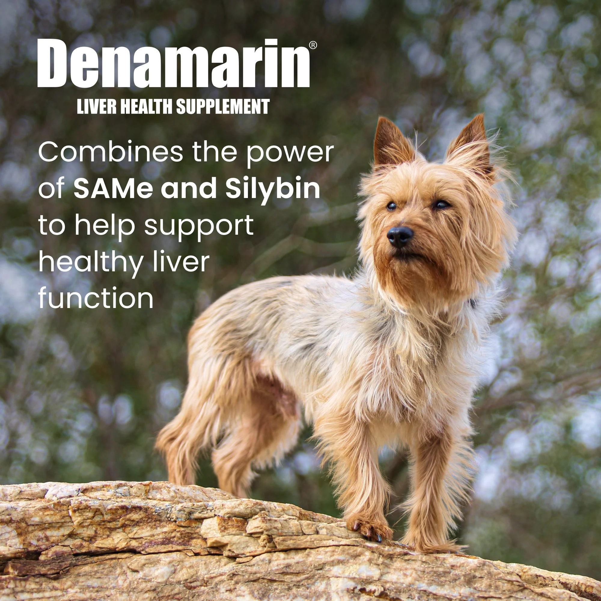 Nutramax Denamarin Liver Health Tablets for Dogs and Cats - Image 8