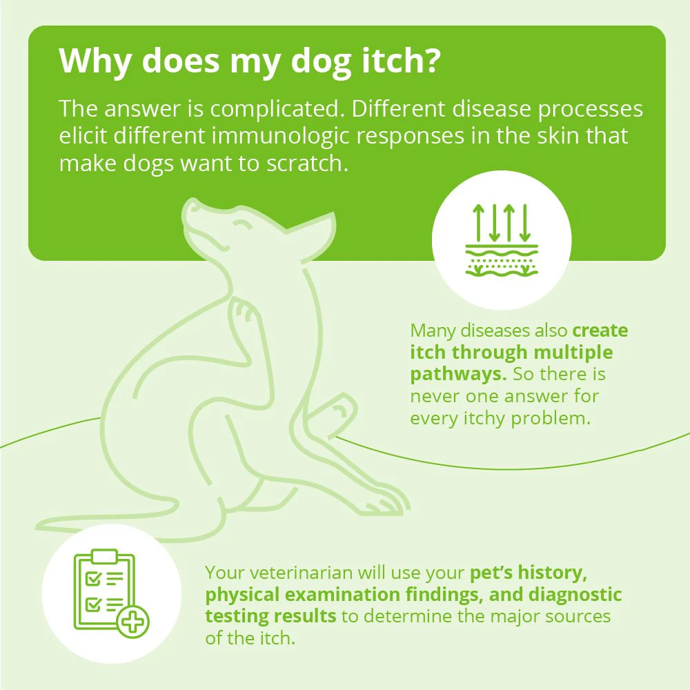Dermalyte Shampoo for Dogs, Cats & Horses - Image 12