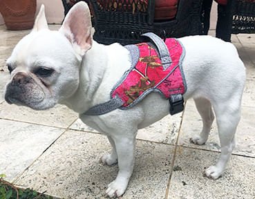 Doggy Tales Patented Realtree Hart Harness, Paradise Pink - Image 4