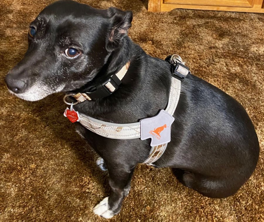 Doggy Tales Realtree Step-In V Harness – Padded, Adjustable, Reflective Dog Harness for Comfort & Durability - Image 2