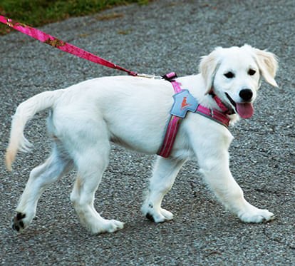 Doggy Tales Realtree Step-In V Harness – Padded, Adjustable, Reflective Dog Harness for Comfort & Durability - Image 4