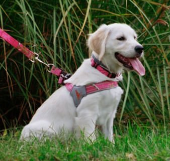 Doggy Tales Realtree Step-In V Harness – Padded, Adjustable, Reflective Dog Harness for Comfort & Durability - Image 5