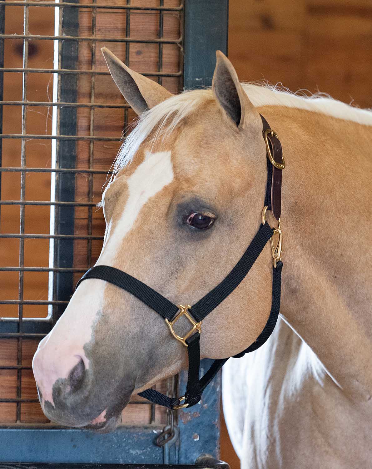 Economy Nylon Safety Horse Halter - Image 25