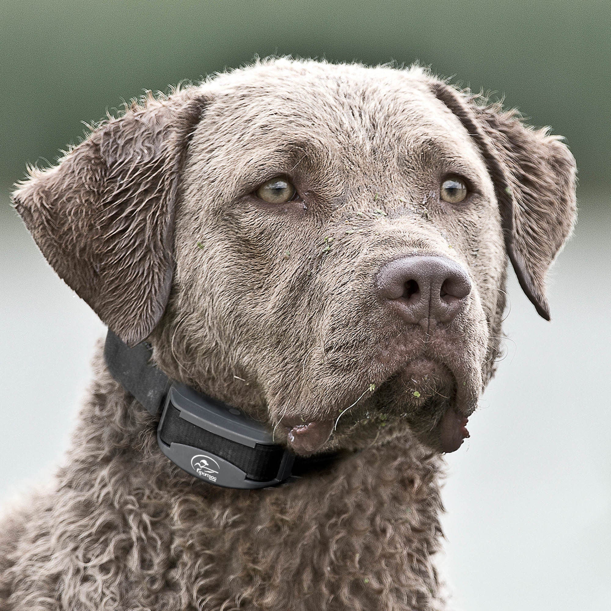 SportDOG Brand FieldTrainer 425XS Remote Trainer - Image 2