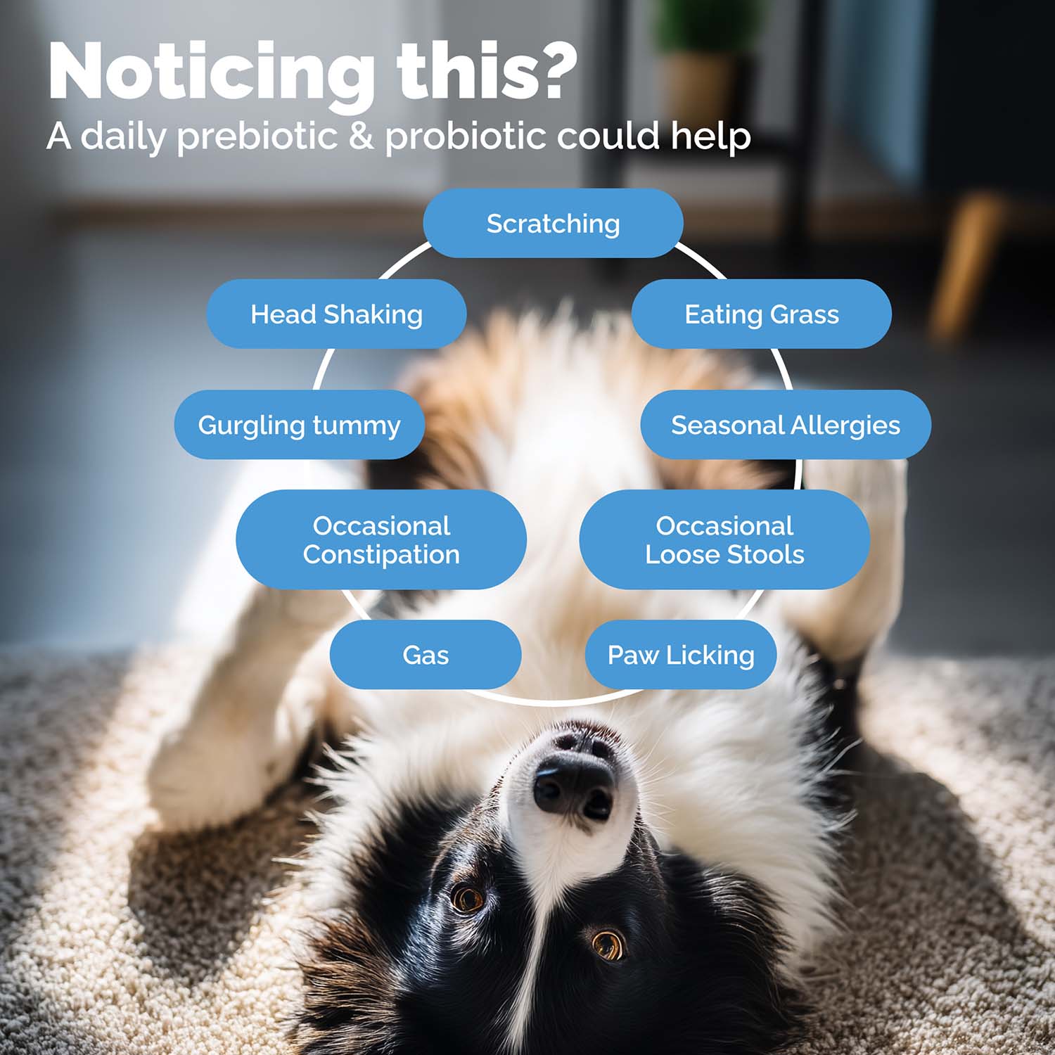 Glandex Daily Prebiotic & Probiotic Soft Chews for Dogs, Bacon Flavor - Image 9
