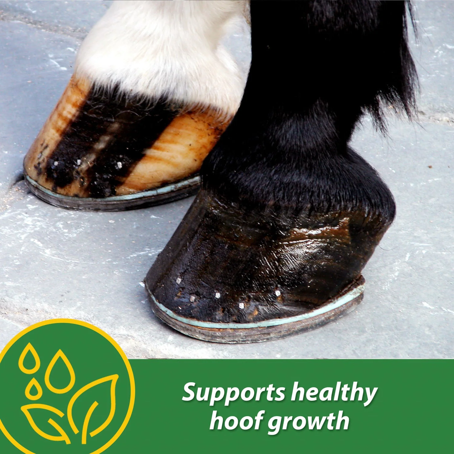 H.B. 15 Hoof Pellets for Horses - Image 4