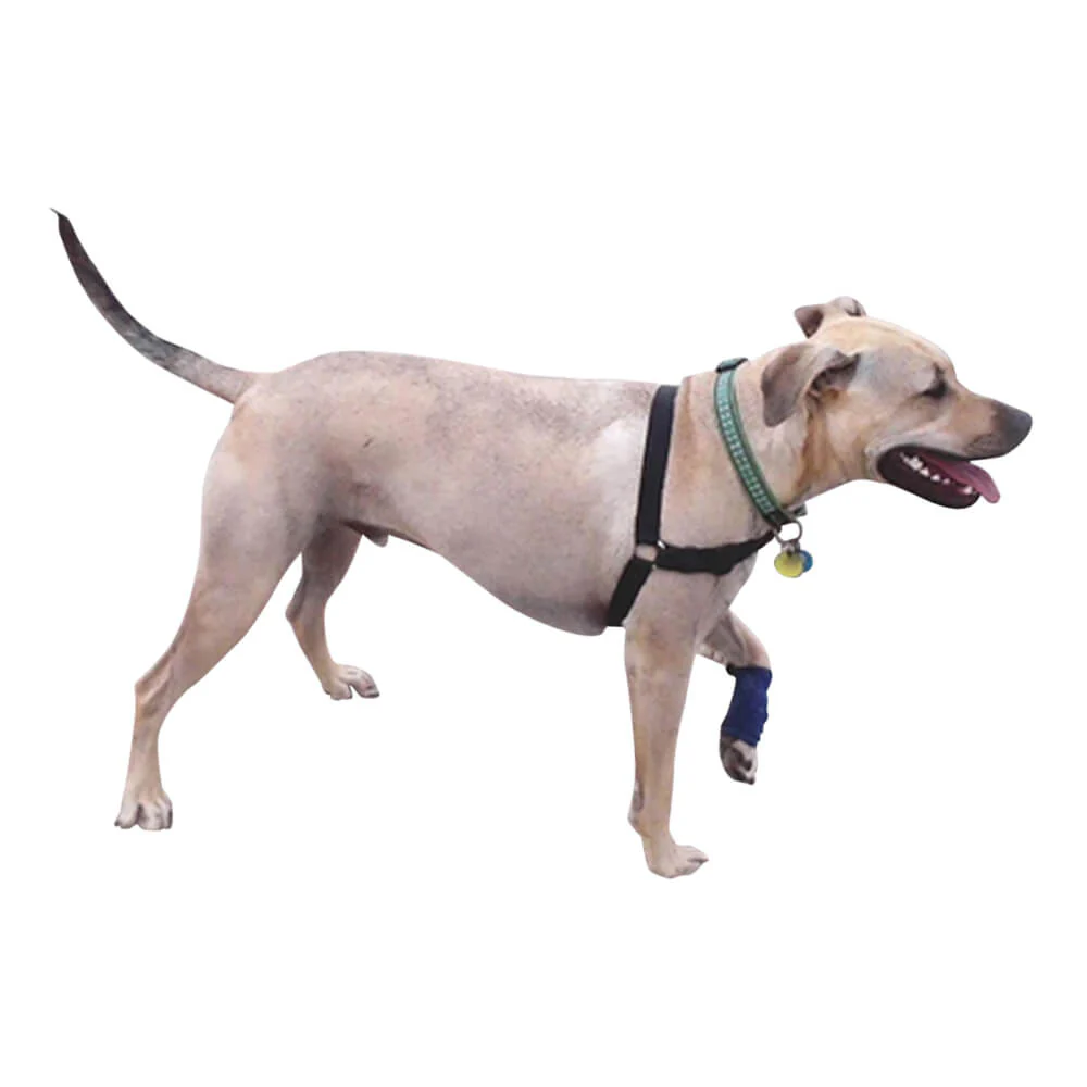 Healers Leg Wrap for Dogs - Image 5