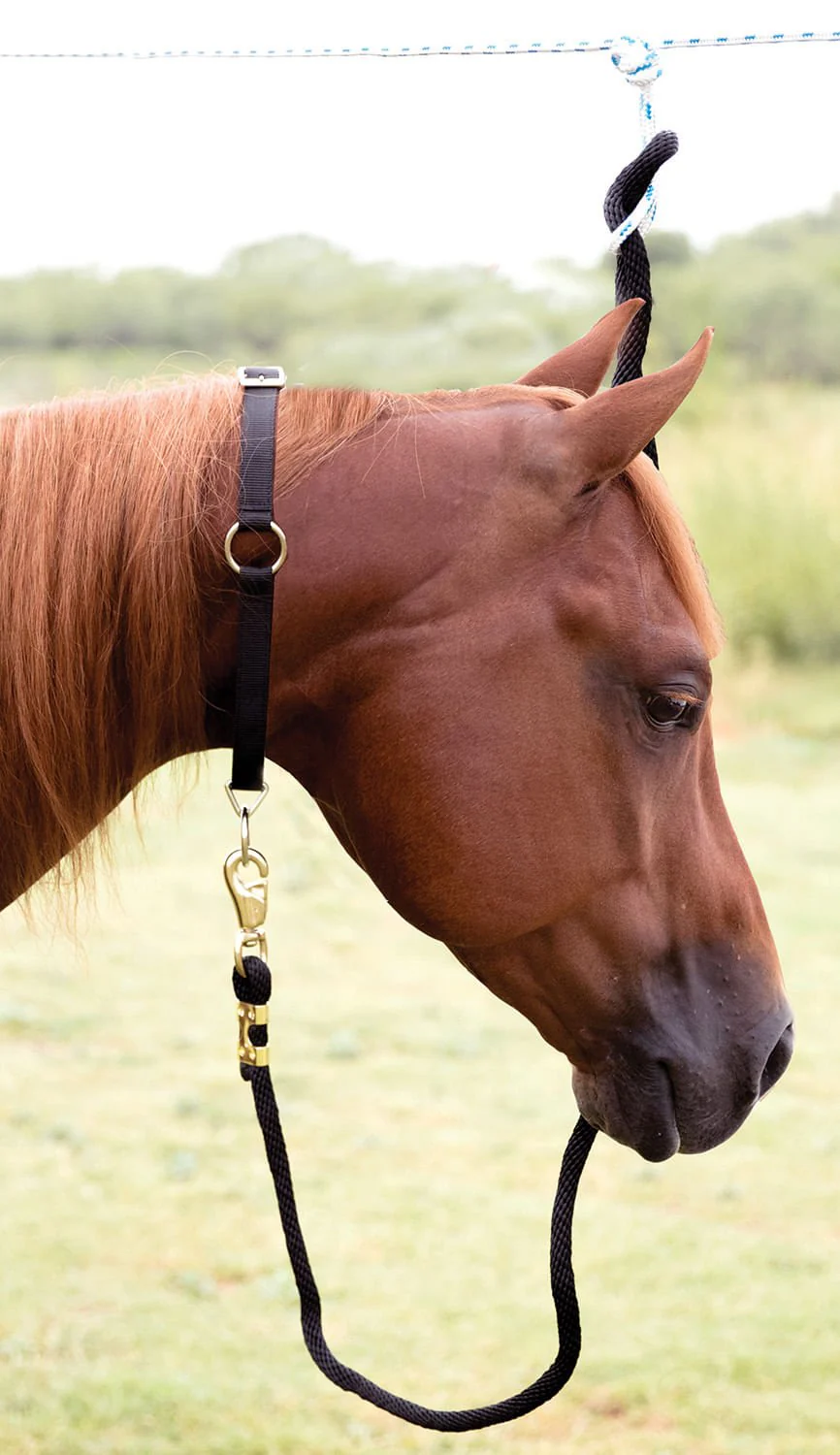 Mustang Horse Neck Collar, 1" - Image 6