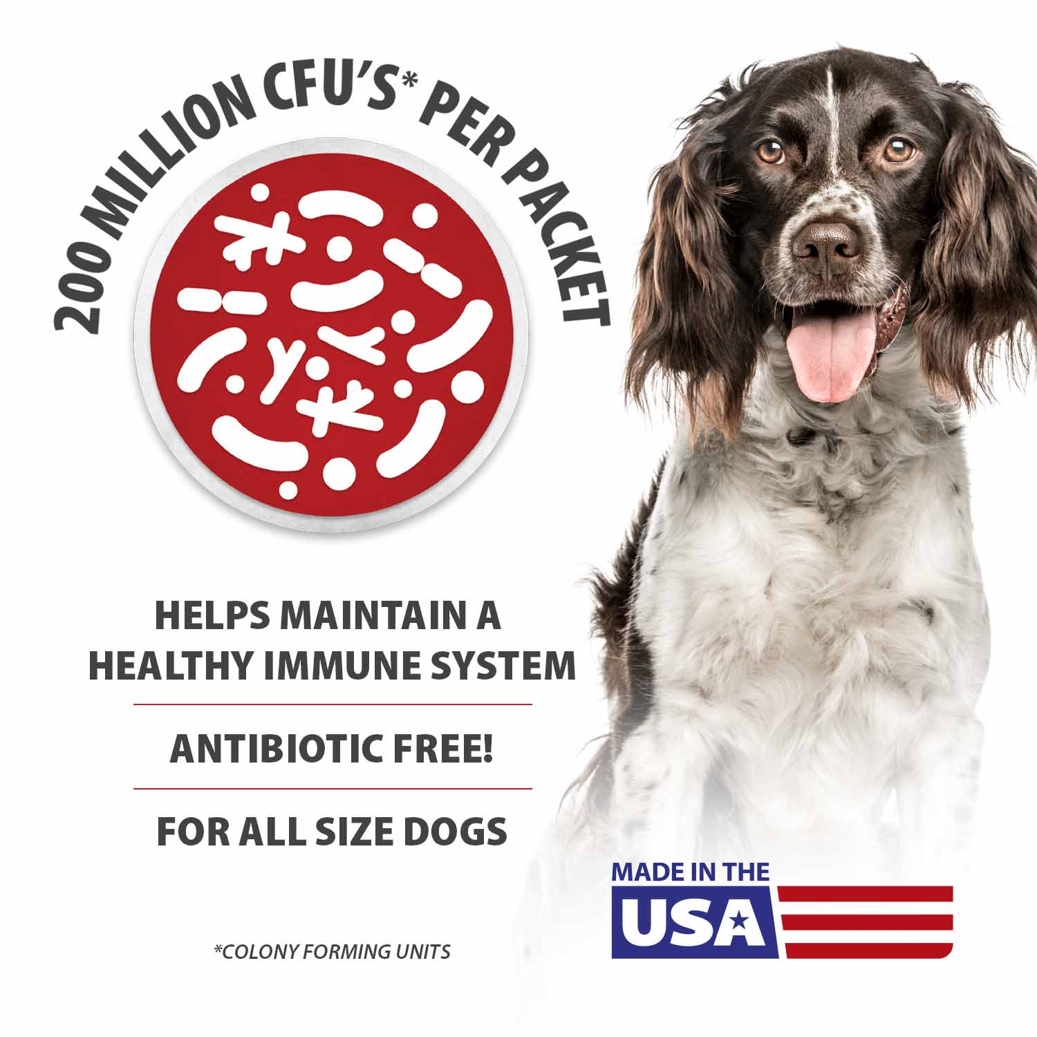 Jeffers BELLY BUDDY Probiotic Supplement Powder for Dogs – Multi-Strain Digestive & Immune Support - Image 5