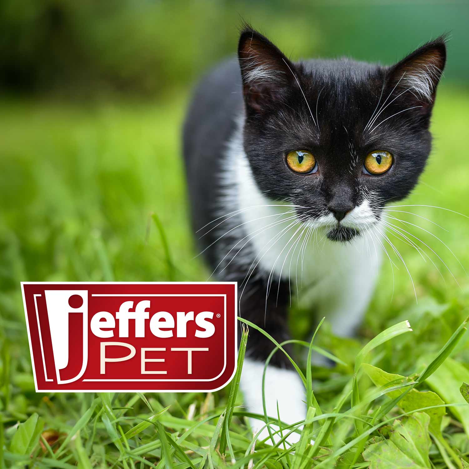 Jeffers Pet Anti-Itch Ear Drops with Hydrocortisone Ear Relief for Dogs & Cats - Image 10