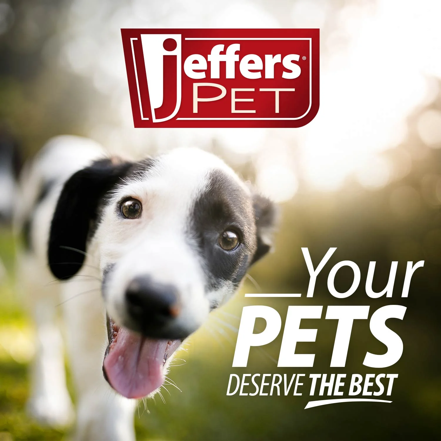 Jeffers Squeaky Strawberry Natural Rubber Dog Dental Chew Toy with Squeaker & Vanilla Scent for Medium Chewers - Image 12