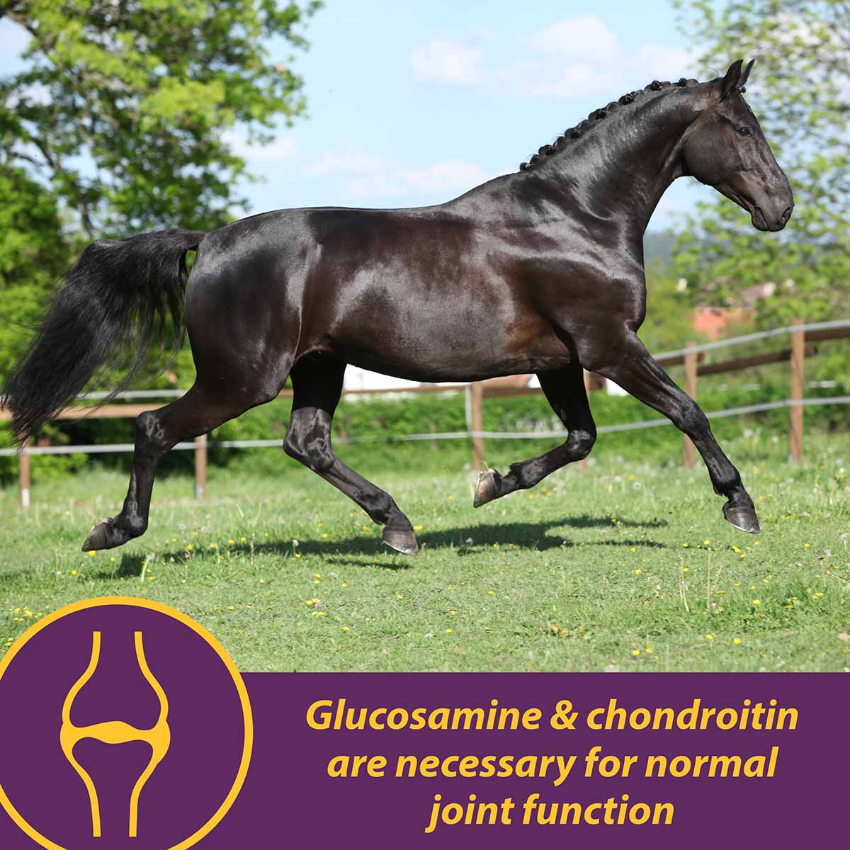 Joint Combo™ Pellets with Glucosamine and Chondroitin for Horses - Image 5