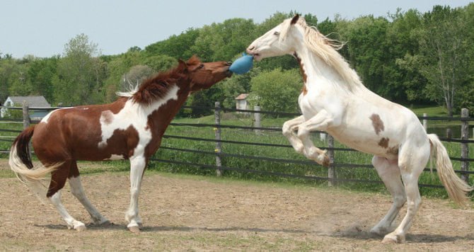 Horseman's Pride Scented Jolly Ball 10" Horse Toy – Durable, Chew-Resistant Equine Enrichment Ball for Outdoor Fun - Image 11