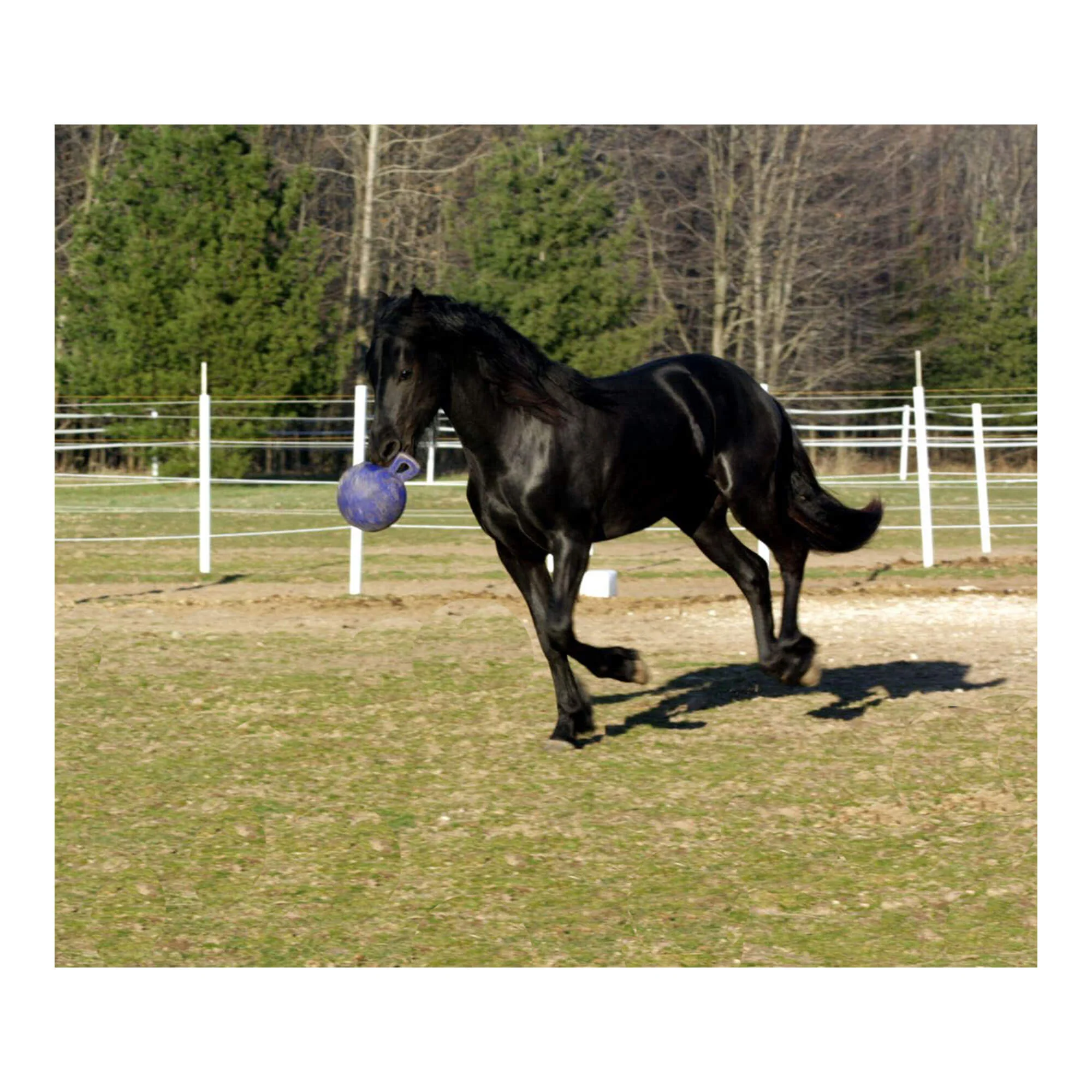 Horseman's Pride Scented Jolly Ball 10" Horse Toy – Durable, Chew-Resistant Equine Enrichment Ball for Outdoor Fun - Image 6
