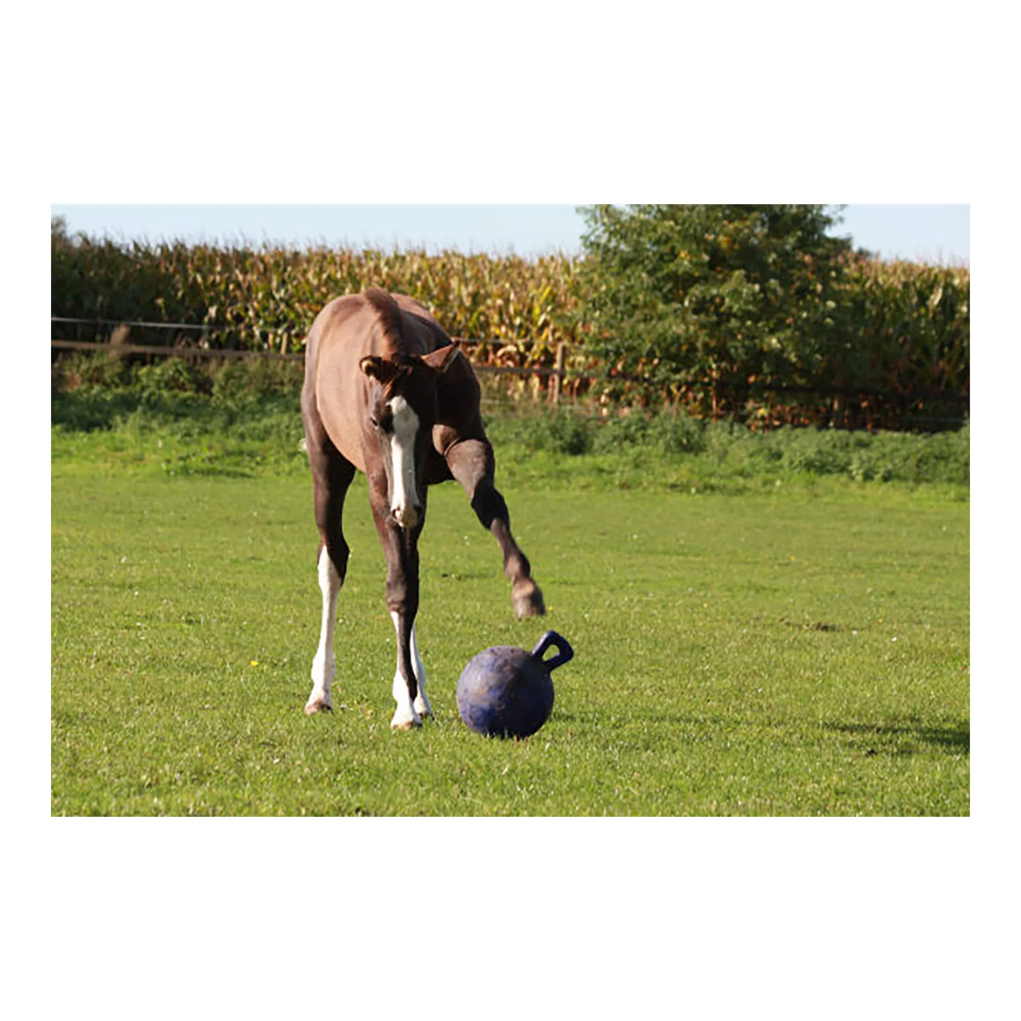 Horseman's Pride Scented Jolly Ball 10" Horse Toy – Durable, Chew-Resistant Equine Enrichment Ball for Outdoor Fun - Image 7